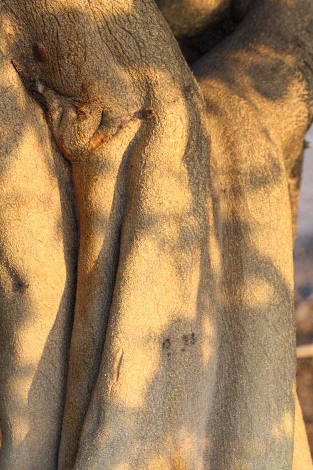            Bark (Riverside, CA)   